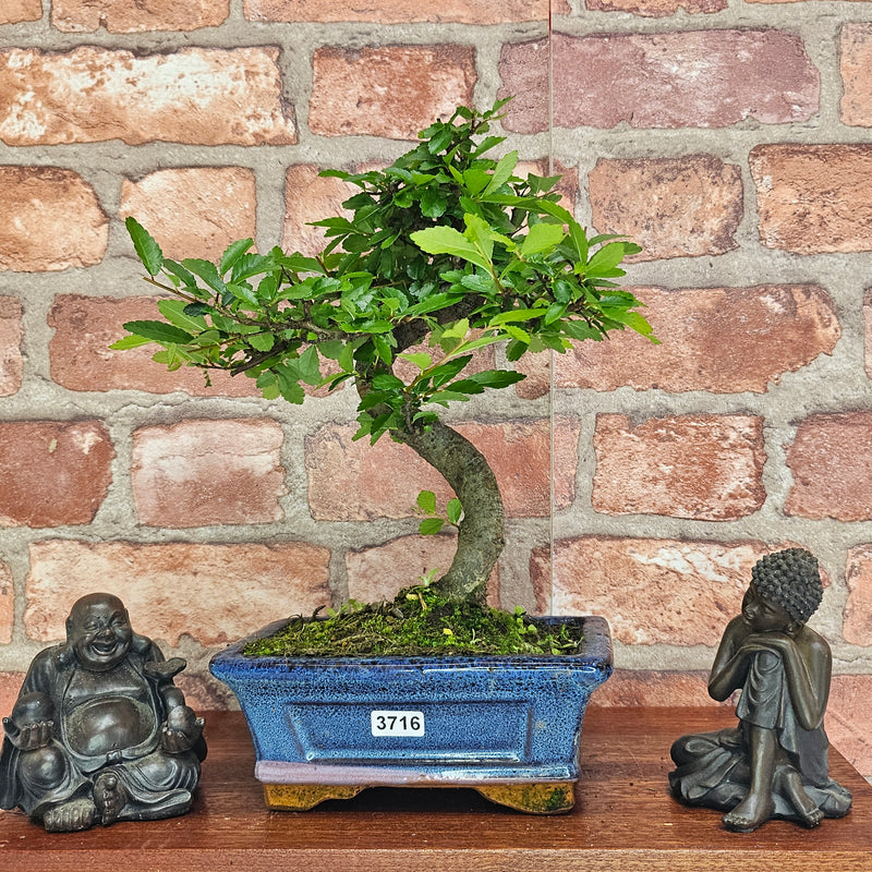 Chinese Elm (Ulmus Parvifolia) Bonsai Tree | Shaped | In 15cm Pot