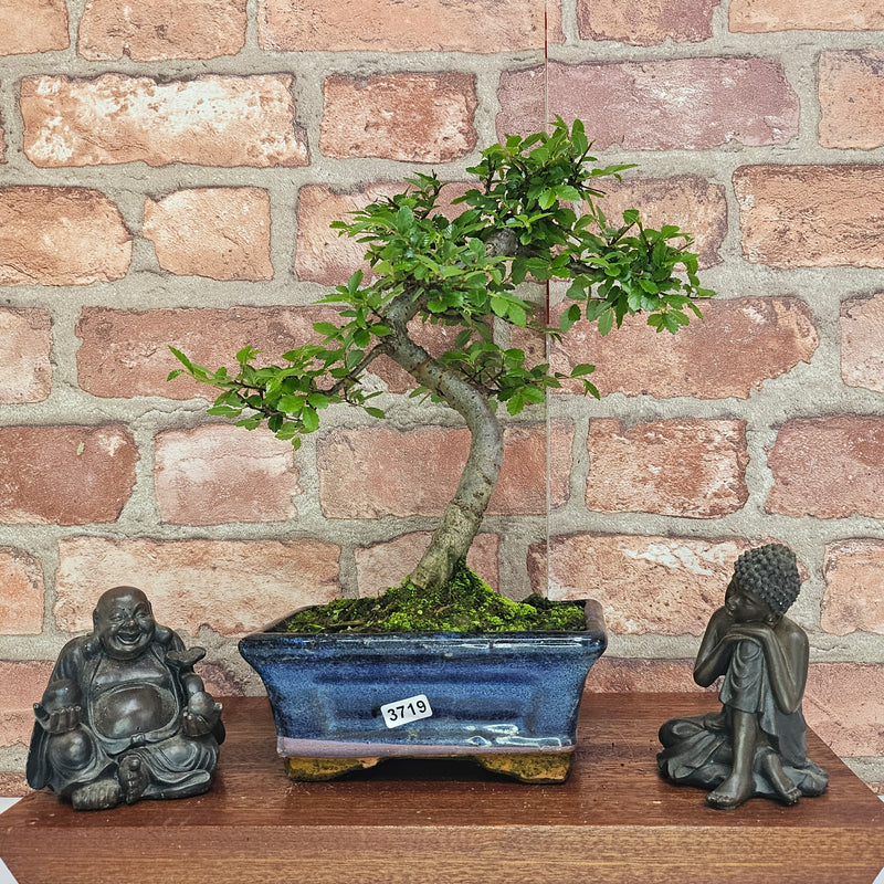 Chinese Elm (Ulmus Parvifolia) Bonsai Tree | Shaped | In 15cm Pot