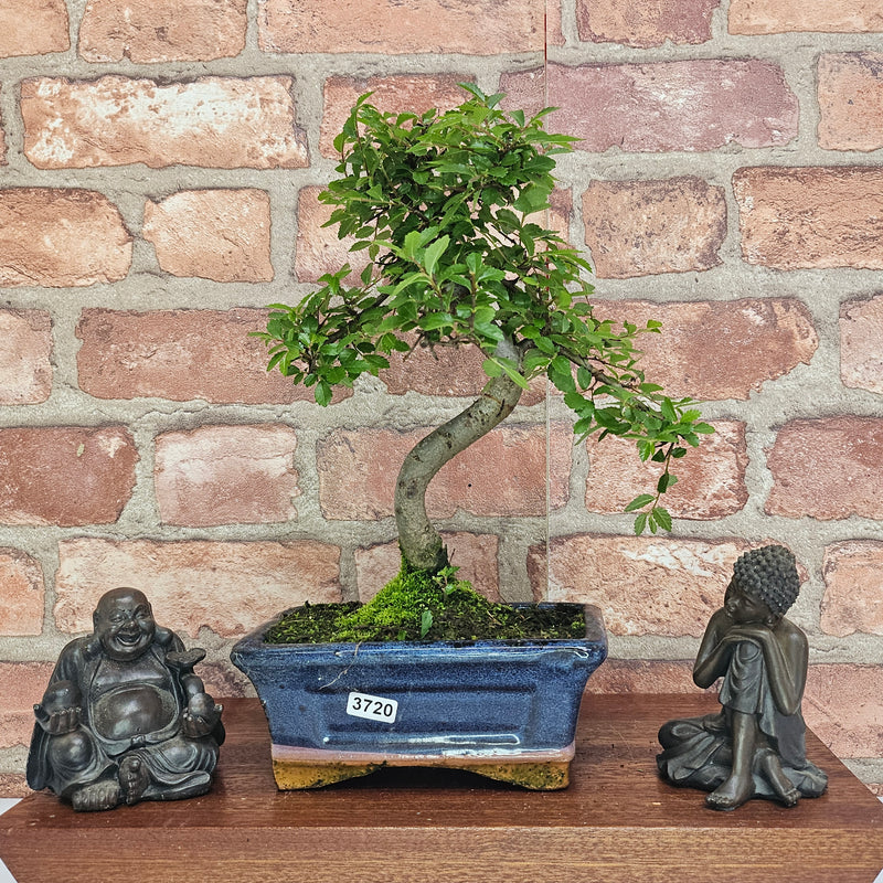 Chinese Elm (Ulmus Parvifolia) Bonsai Tree | Shaped | In 15cm Pot