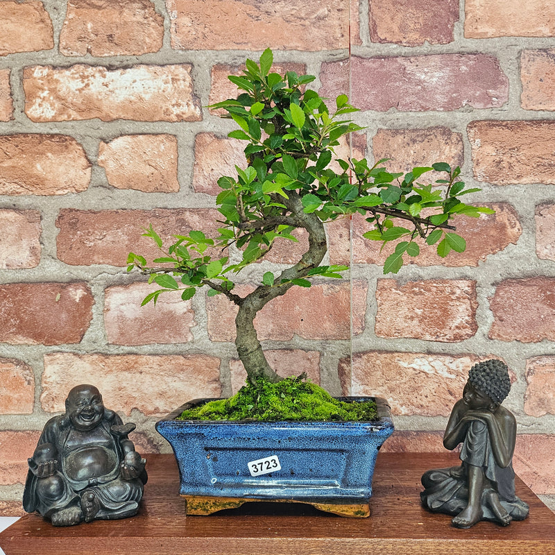 Chinese Elm (Ulmus Parvifolia) Bonsai Tree | Shaped | In 15cm Pot