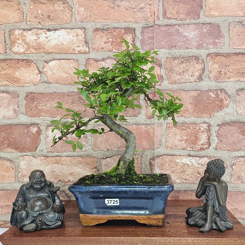 Chinese Elm (Ulmus Parvifolia) Bonsai Tree | Shaped | In 15cm Pot