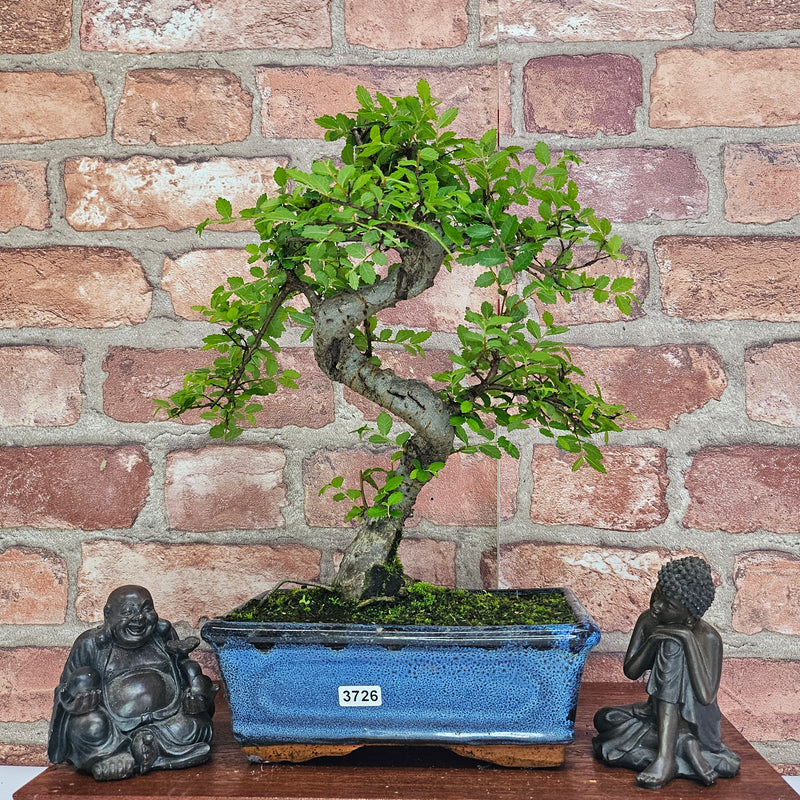 Chinese Elm (Ulmus Parvifolia) Bonsai Tree | Shaped | In 20cm Pot