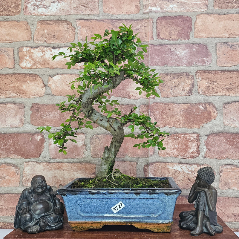 Chinese Elm (Ulmus Parvifolia) Bonsai Tree | Shaped | In 20cm Pot