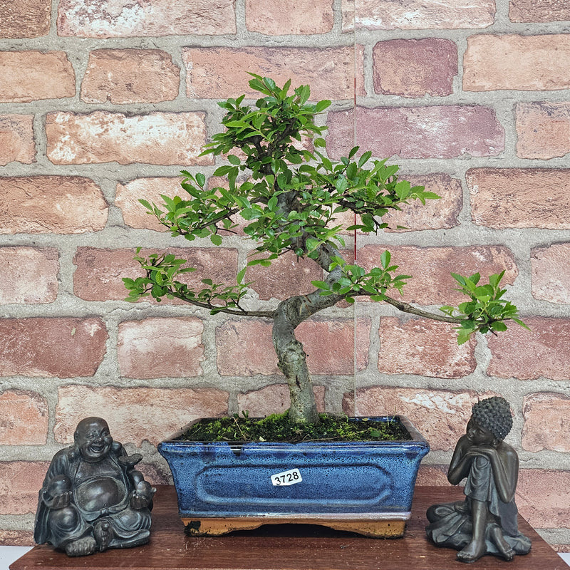 Chinese Elm (Ulmus Parvifolia) Bonsai Tree | Shaped | In 20cm Pot