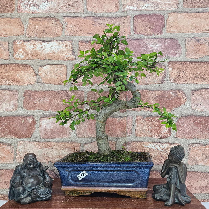 Chinese Elm (Ulmus Parvifolia) Bonsai Tree | Shaped | In 20cm Pot