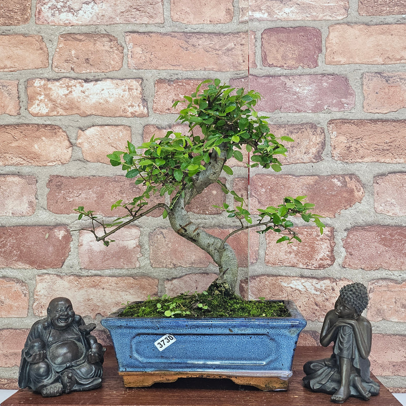 Chinese Elm (Ulmus Parvifolia) Bonsai Tree | Shaped | In 20cm Pot