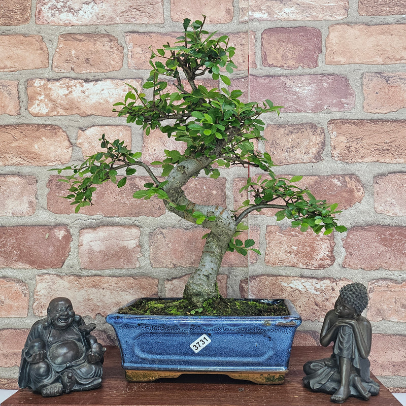 Chinese Elm (Ulmus Parvifolia) Bonsai Tree | Shaped | In 20cm Pot