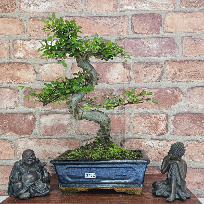 Chinese Elm (Ulmus Parvifolia) Bonsai Tree | Shaped | In 20cm Pot