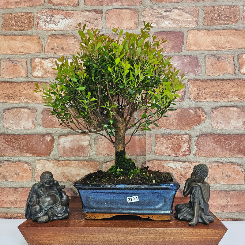 Brush Cherry (Syzygium) Bonsai Tree | Broom | In 20cm Pot