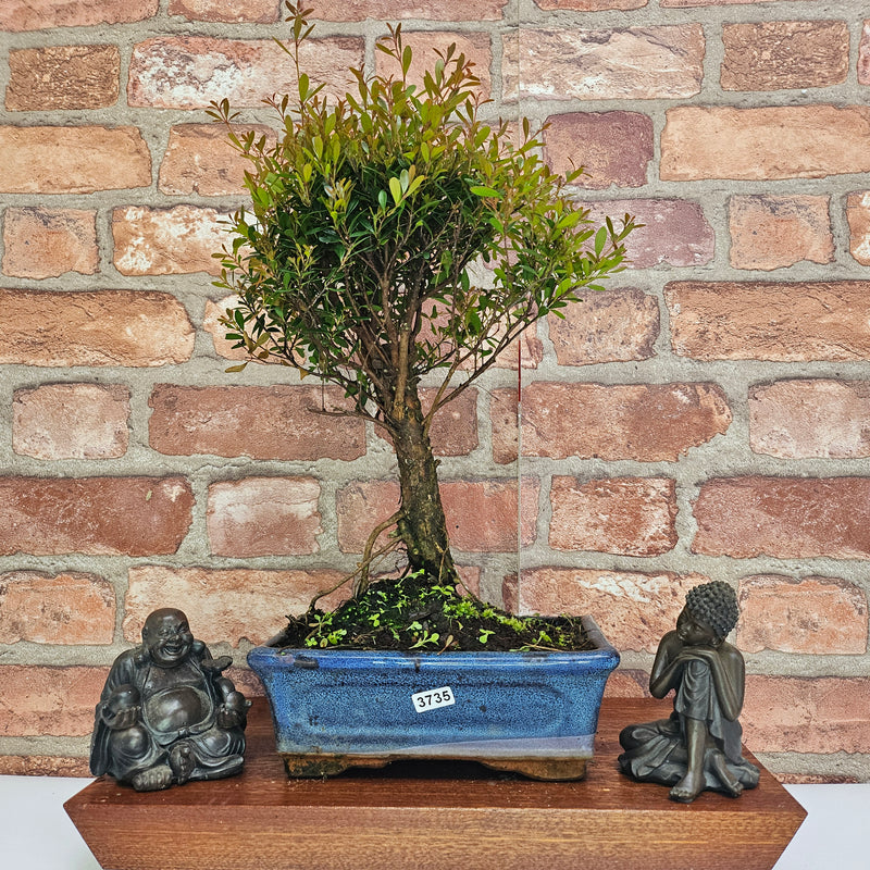 Brush Cherry (Syzygium) Bonsai Tree | Broom | In 20cm Pot