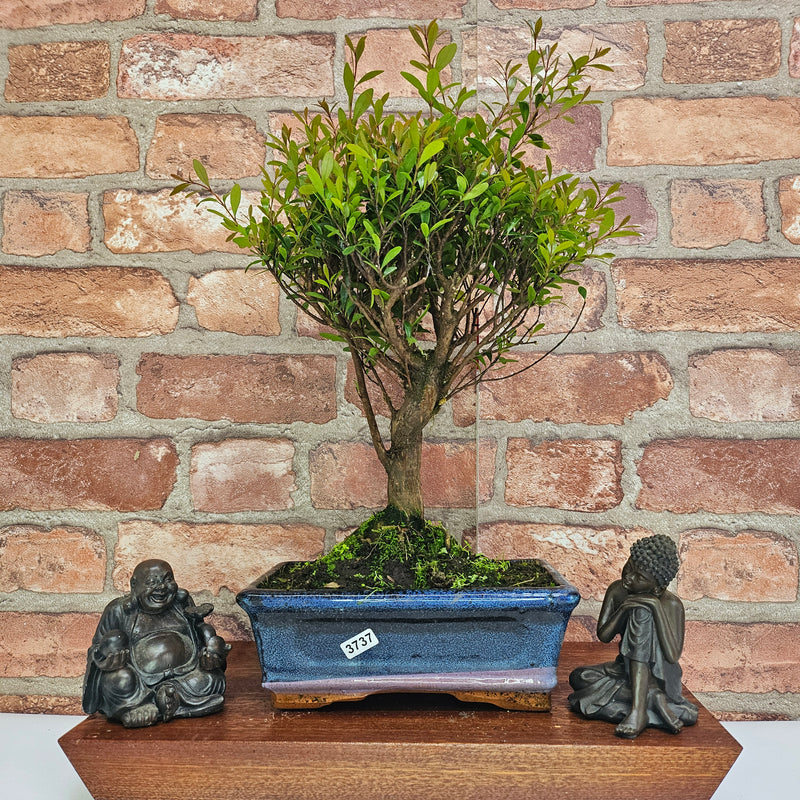 Brush Cherry (Syzygium) Bonsai Tree | Broom | In 20cm Pot