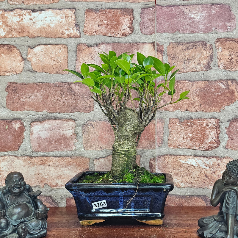 Ficus Microcarpa (Banyan Fig) Indoor Bonsai Tree | Broom | In 15cm Pot