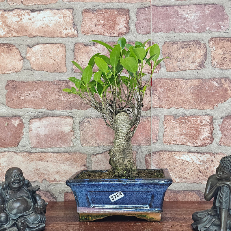 Ficus Microcarpa (Banyan Fig) Indoor Bonsai Tree | Broom | In 15cm Pot