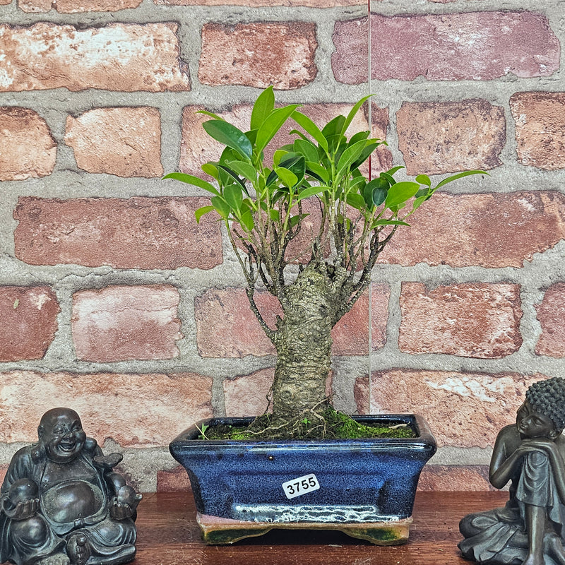 Ficus Microcarpa (Banyan Fig) Indoor Bonsai Tree | Broom | In 15cm Pot