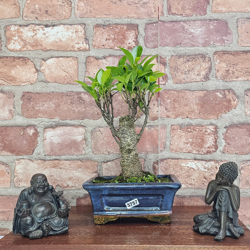 Ficus Microcarpa (Banyan Fig) Indoor Bonsai Tree | Broom | In 15cm Pot