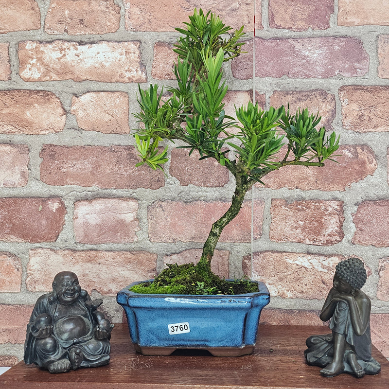 Buddhist Pine (Podocarpus Micro) Bonsai Tree | Shaped | In 15cm Pot