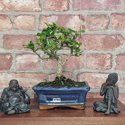 Indoor and Outdoor Bonsai Trees Collection