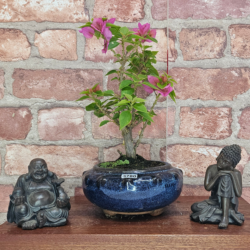 Bougainvillea Bonsai Tree | Broom | In 15cm Pot