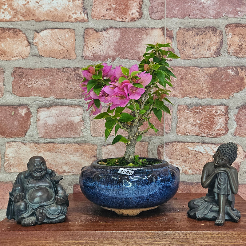 Bougainvillea Bonsai Tree | Broom | In 15cm Pot