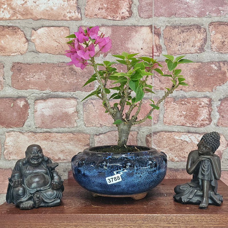 Bougainvillea Bonsai Tree | Broom | In 15cm Pot