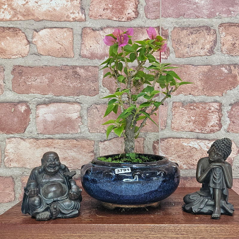 Bougainvillea Bonsai Tree | Broom | In 15cm Pot