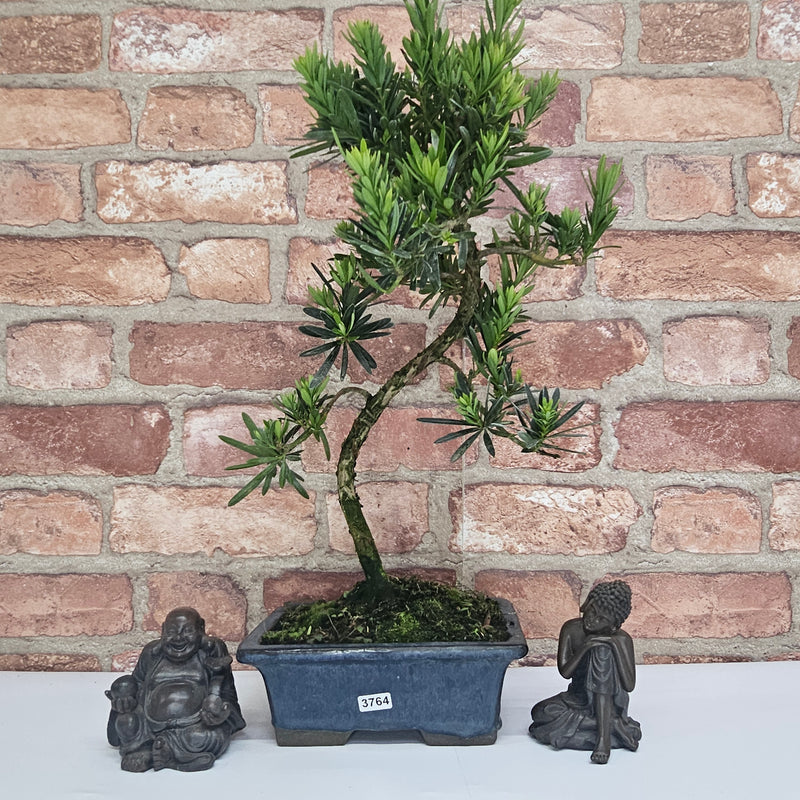 Buddhist Pine (Podocarpus Micro) Bonsai Tree | Shaped | In 20cm Pot