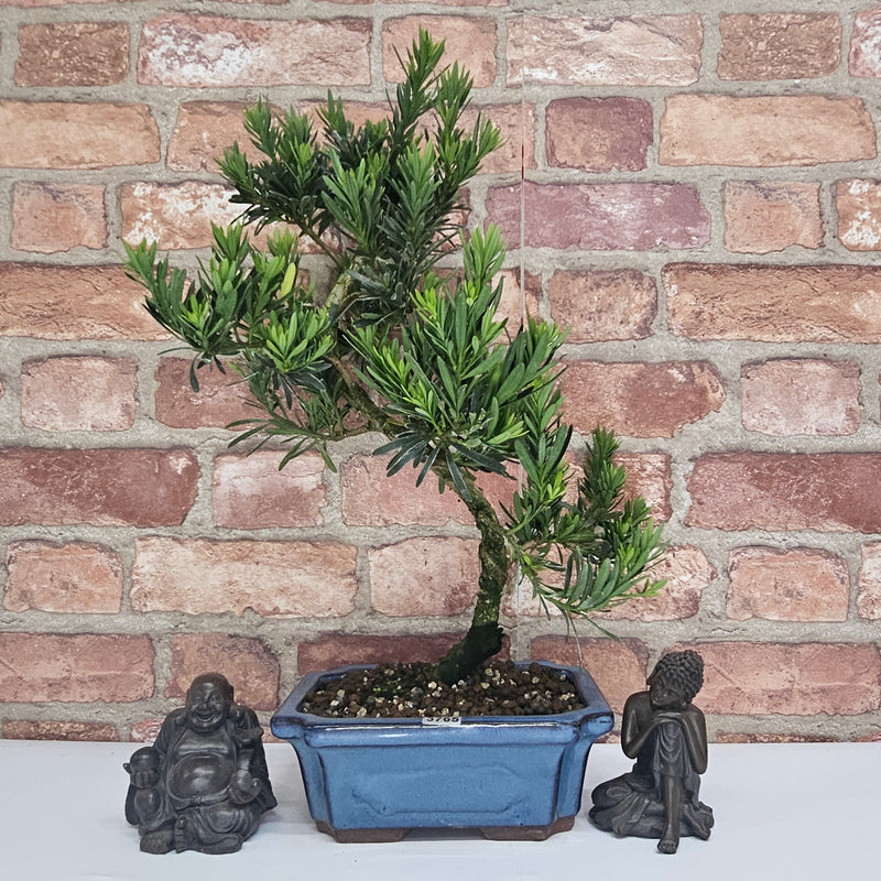 Buddhist Pine (Podocarpus Micro) Bonsai Tree | Shaped | In 20cm Pot