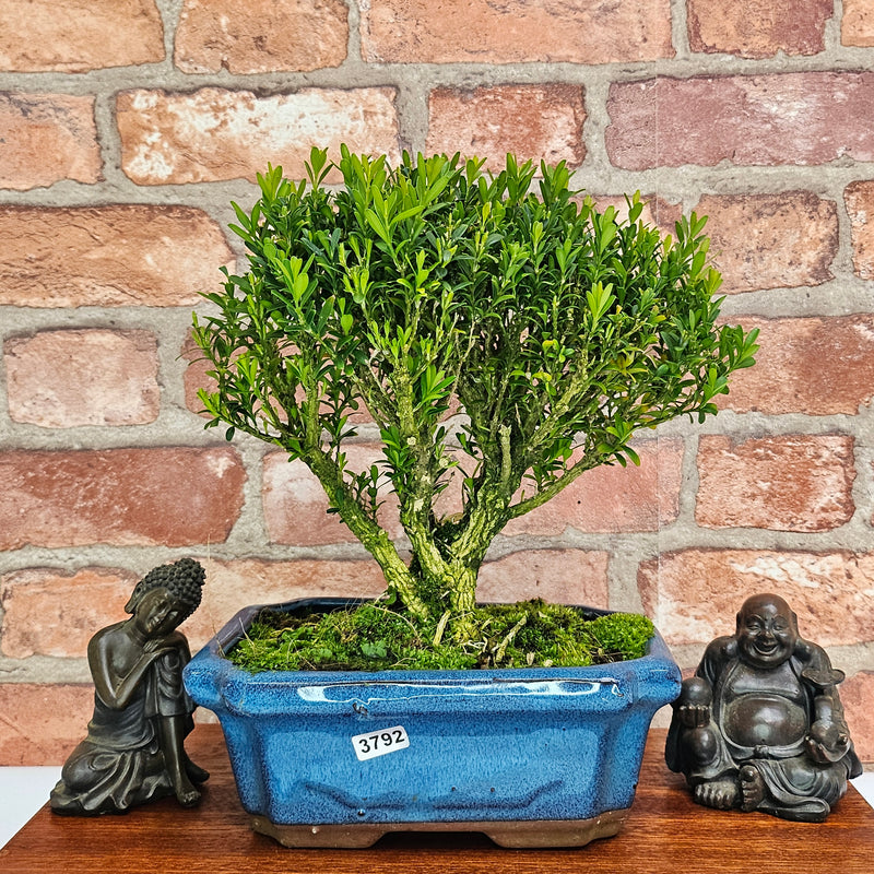 Boxwood (Buxus Harlandii) Bonsai Tree | Broom | In 20cm Pot