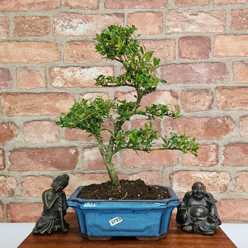 Boxwood (Buxus Harlandii) Bonsai Tree | Shaped | In 20cm Pot