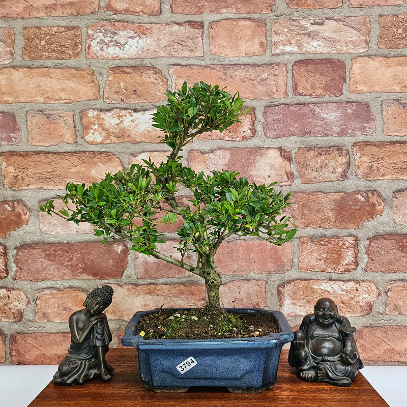 Boxwood (Buxus Harlandii) Bonsai Tree | Shaped | In 20cm Pot