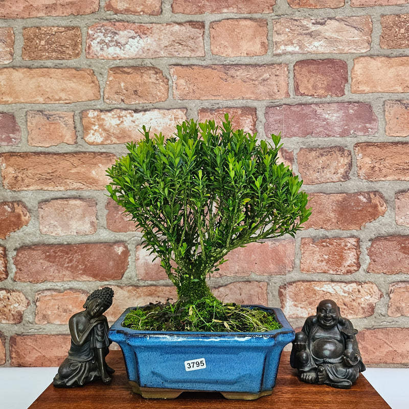 Boxwood (Buxus Harlandii) Bonsai Tree | Broom | In 20cm Pot