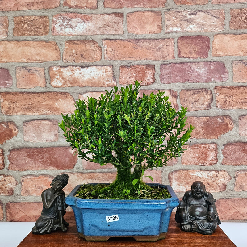 Boxwood (Buxus Harlandii) Bonsai Tree | Broom | In 20cm Pot