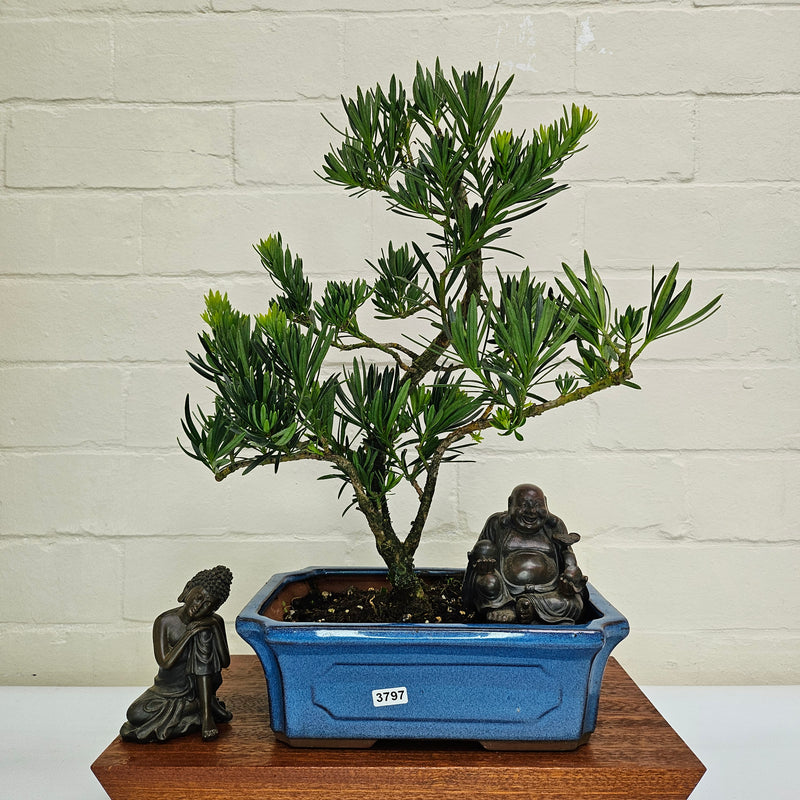 Buddhist Pine (Podocarpus Micro) Bonsai Tree | Shaped | In 25cm Pot