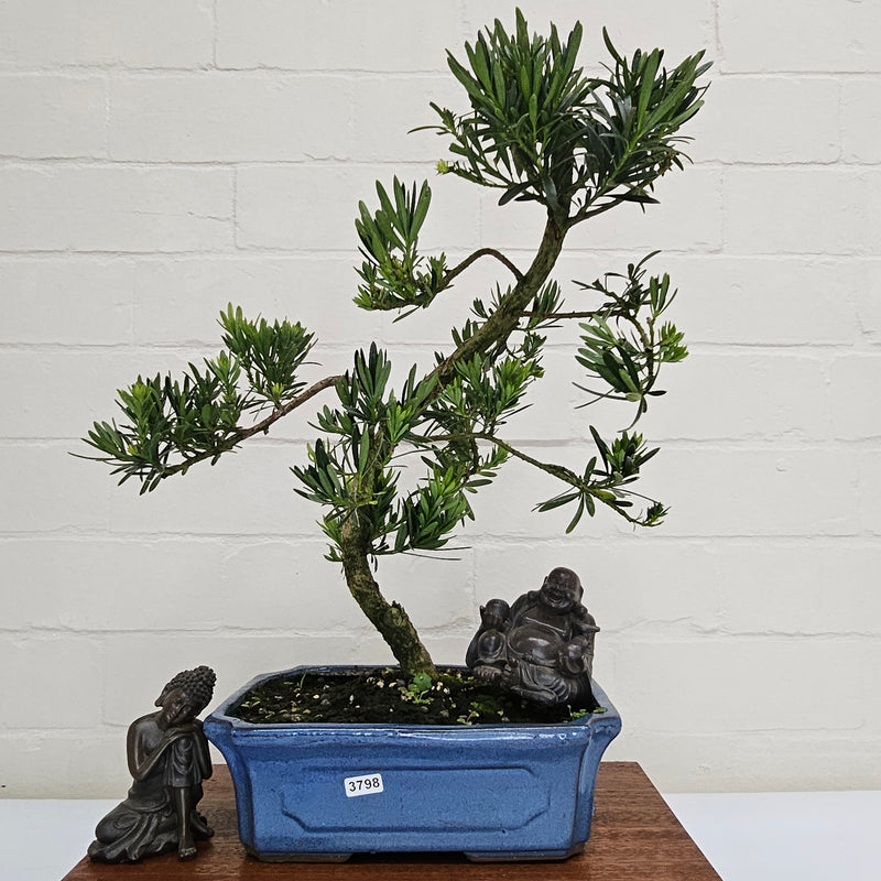 Buddhist Pine (Podocarpus Micro) Bonsai Tree | Shaped | In 25cm Pot