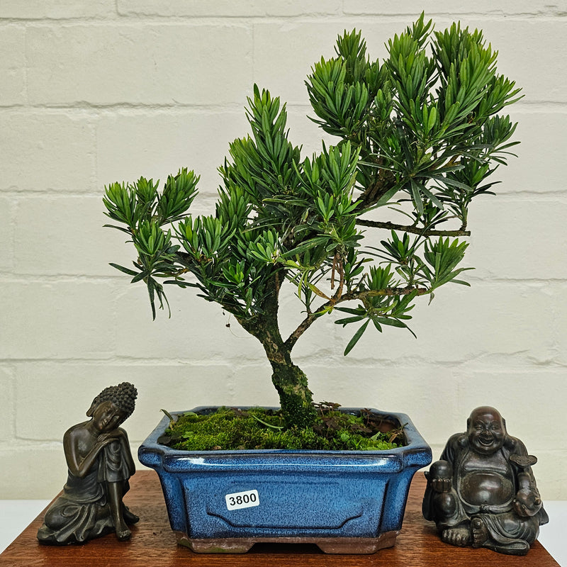 Buddhist Pine (Podocarpus Micro) Bonsai Tree | Shaped | In 20cm Pot