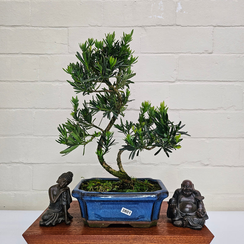 Buddhist Pine (Podocarpus Micro) Bonsai Tree | Shaped | In 20cm Pot