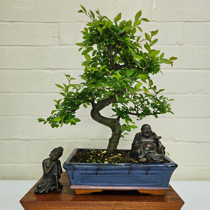 Chinese Elm (Ulmus Parvifolia) Bonsai Tree | Shaped | In 25cm Pot