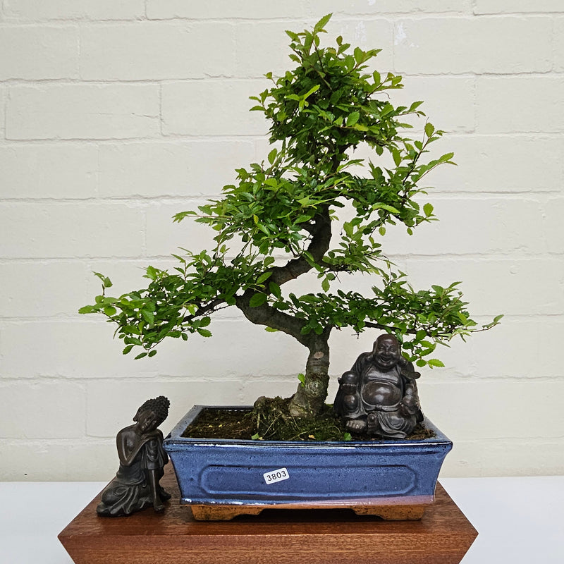 Chinese Elm (Ulmus Parvifolia) Bonsai Tree | Shaped | In 25cm Pot