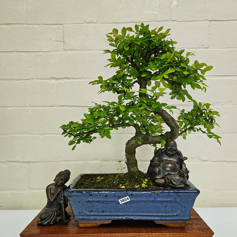 Chinese Elm (Ulmus Parvifolia) Bonsai Tree | Shaped | In 25cm Pot