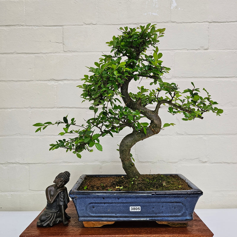 Chinese Elm (Ulmus Parvifolia) Bonsai Tree | Shaped | In 25cm Pot