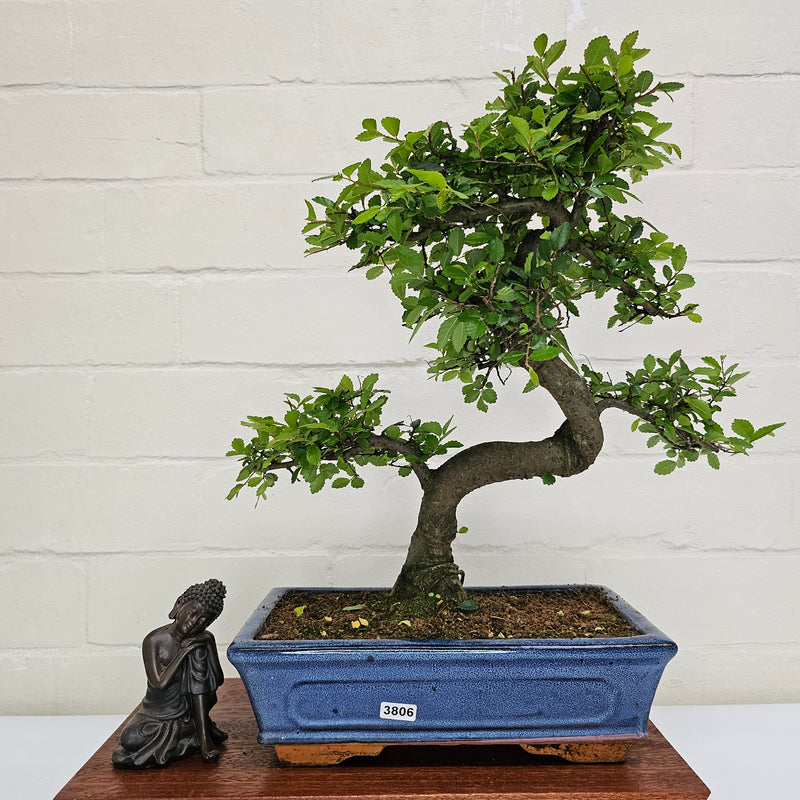 Chinese Elm (Ulmus Parvifolia) Bonsai Tree | Shaped | In 25cm Pot