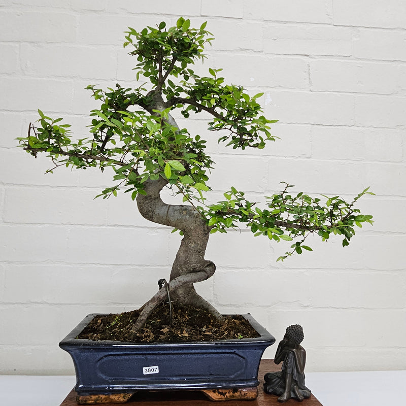 Chinese Elm (Ulmus Parvifolia) Bonsai Tree | Shaped | In 30cm Pot