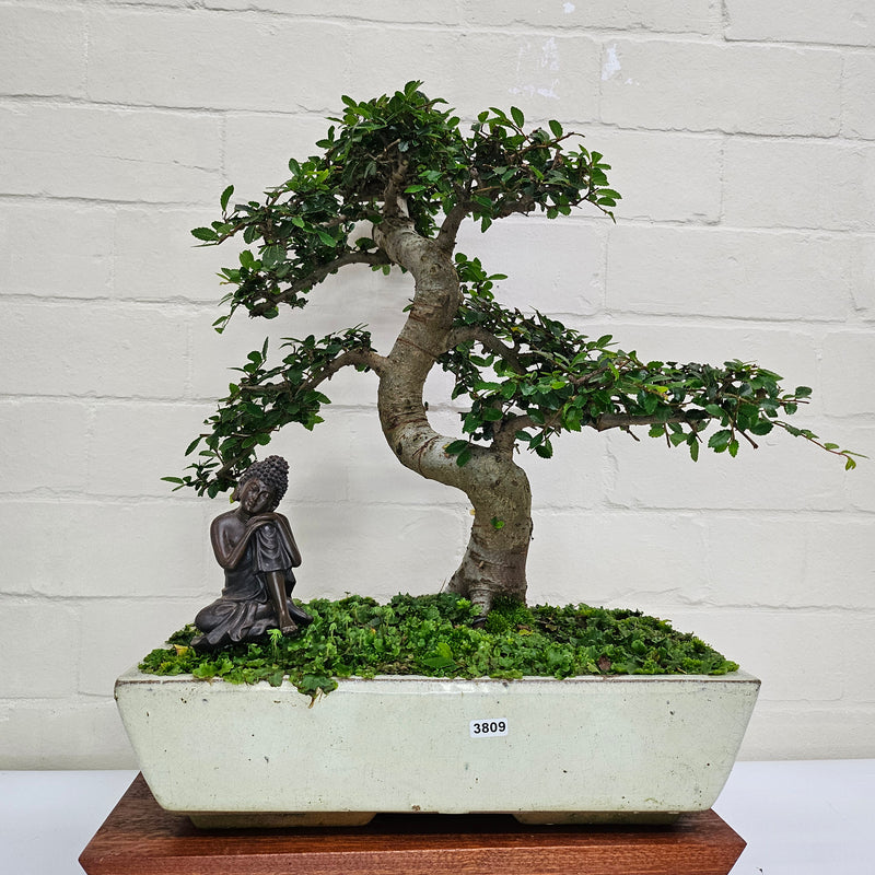 Large Chinese Elm (Ulmus Parvifolia) Bonsai Tree | Shaped | In 35cm Pot