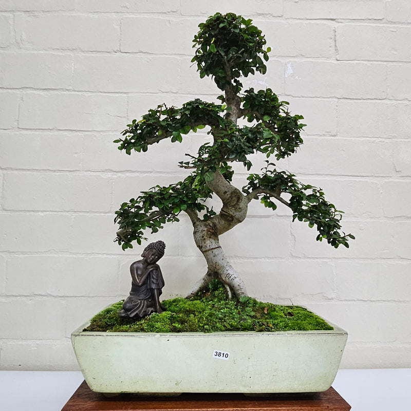 Large Chinese Elm (Ulmus Parvifolia) Bonsai Tree | Shaped | In 35cm Pot