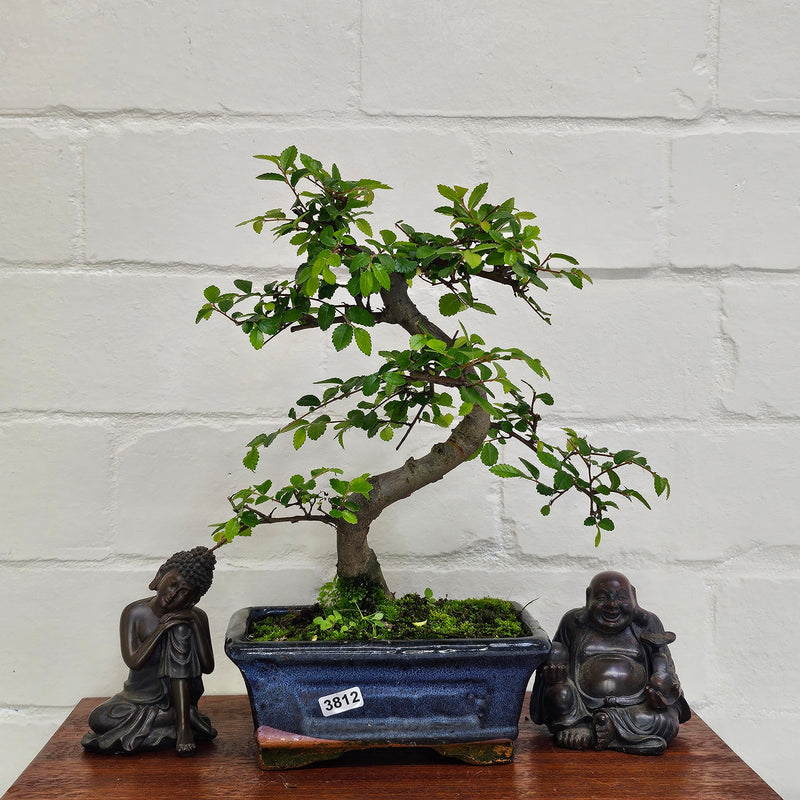 Chinese Elm (Ulmus Parvifolia) Bonsai Tree | Shaped | In 15cm Pot