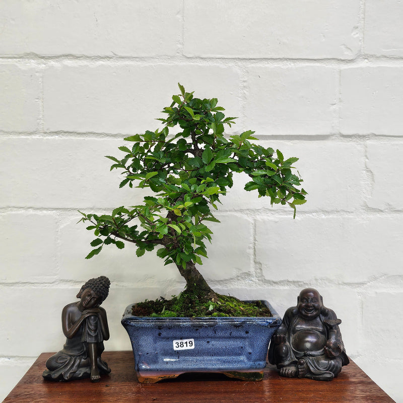 Chinese Elm (Ulmus Parvifolia) Bonsai Tree | Shaped | In 15cm Pot