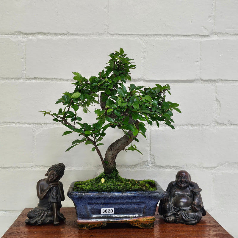 Chinese Elm (Ulmus Parvifolia) Bonsai Tree | Shaped | In 15cm Pot