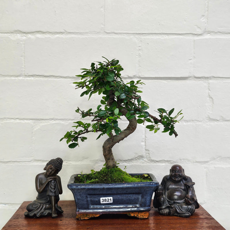 Chinese Elm (Ulmus Parvifolia) Bonsai Tree | Shaped | In 15cm Pot