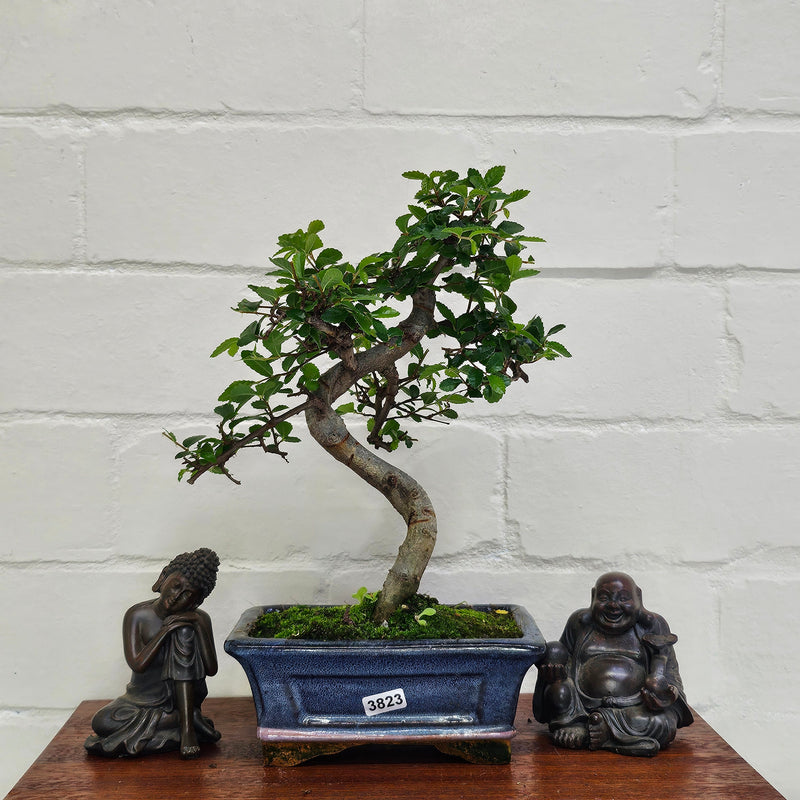 Chinese Elm (Ulmus Parvifolia) Bonsai Tree | Shaped | In 15cm Pot