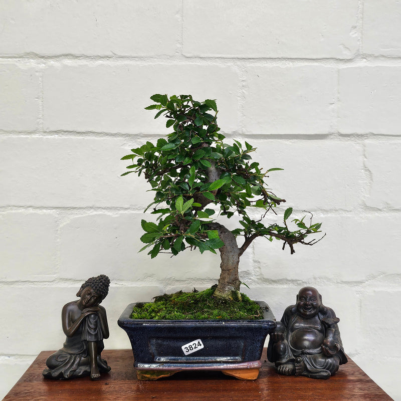 Chinese Elm (Ulmus Parvifolia) Bonsai Tree | Shaped | In 15cm Pot